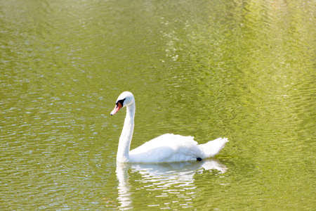 majestic white swan swims in the parkの写真素材