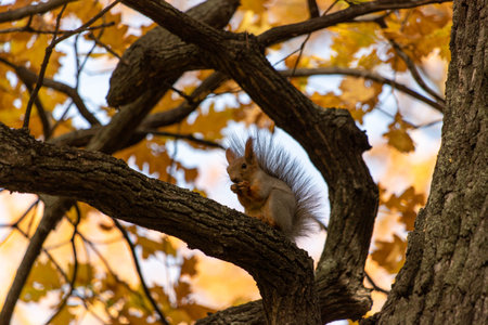 Squirrel on an oak branch gnaws nutsの写真素材