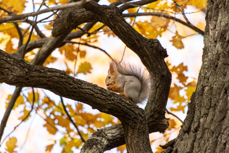 Squirrel on an oak branch gnaws nutsの写真素材