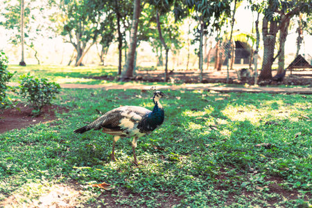 female peacock on the lawn in the parkの写真素材