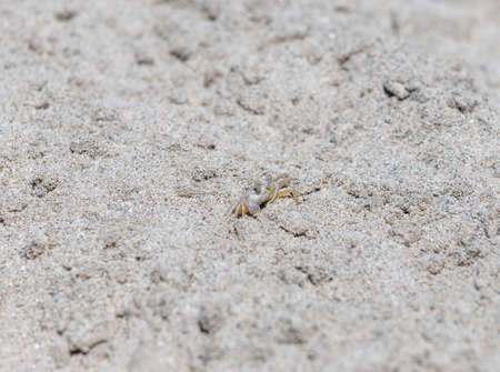 Small crab on the sand close upの写真素材