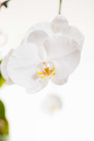 Orchids on a white background. White and purpleの写真素材