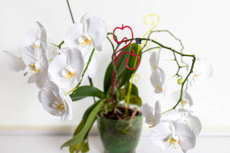Orchids on a white background. White and purpleの写真素材