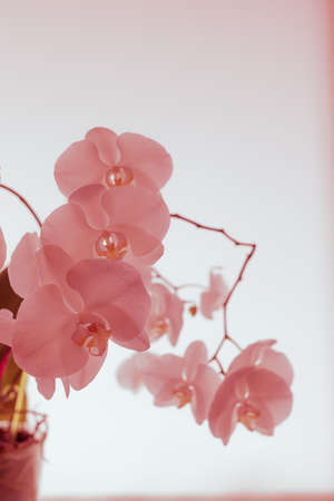Orchids on a white background. White and purpleの写真素材