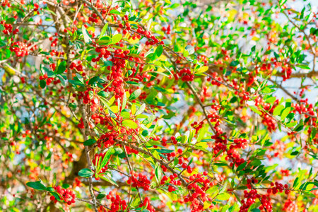 Red berry on tree, Thailand. (Scientific name Berberis japonica L.)