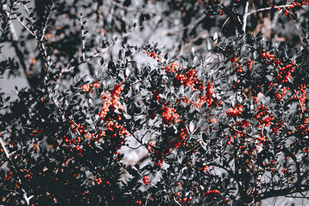 red berries on a tree in the forest in autumn - retro vintage effect