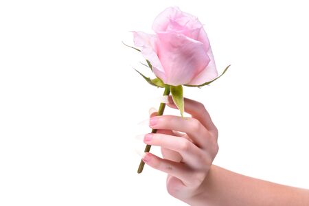  Rose flower in the hands girl. Hands girl with natural manicure. Girl's natural nails in pink rose petals. Natural manicure on hands white background. の写真素材