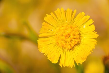 Yellow flower of spring. Coltsfoot flower. Spring yellow flower mother and stepmother.の写真素材
