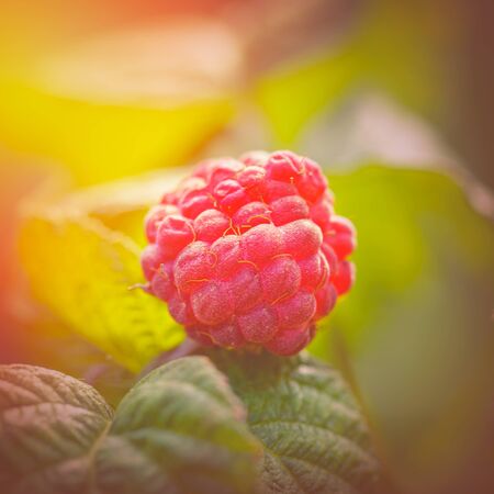 Raspberries in the sun. Red raspberries. Raspberries on a branch in the garden. Red berry with green leaves in the sun. Photo of ripe raspberries on a branch.の写真素材