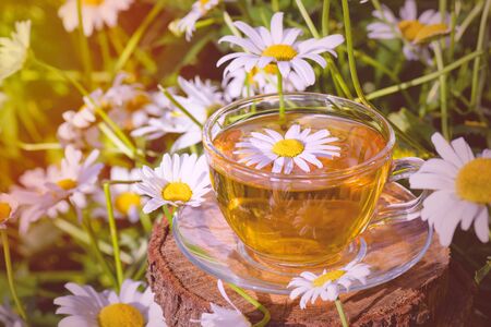 A cup of tea standing on a wooden surface, in white chamomile flowers, in the rays of warm sunlight, close-up.の写真素材