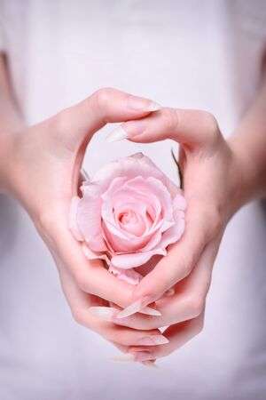Rose in the hands girl. Beautiful girl hands holding pink rose. Natural manicure nails. Beautiful, natural fingernails. Nails, hands, rose close-up.の写真素材