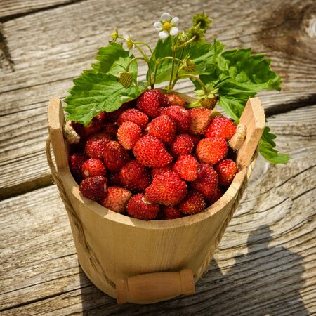 Fresh, juicy red strawberries in a wooden small bucket, stands on a wooden natural table.の写真素材