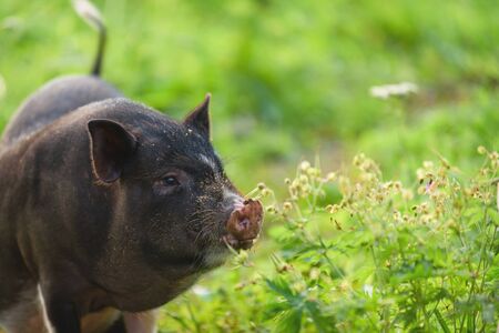Young pig, black, stands on the green grass. Concept, animal health, friendship, love of nature and animals. Vegetarian style. Respect for wildlife and the world around us.の写真素材