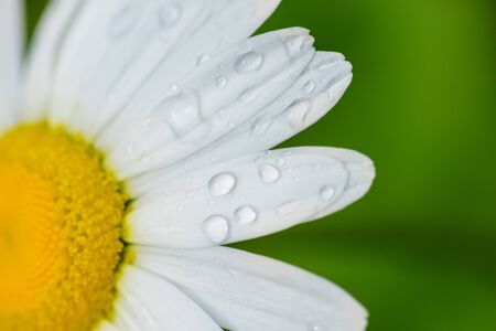 Chamomile flower with water drops, white petals after rain on a green background. Close-up. Macro. Macro camomile closeup.の写真素材