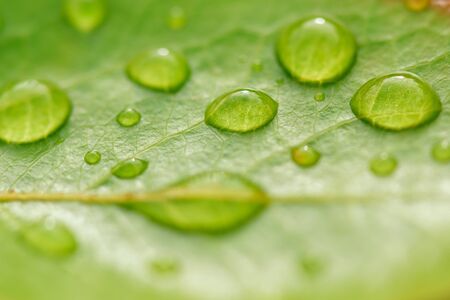 Beautiful leaf texture in nature.Big beautiful drops of transparent rainwater on green leaves.Dew drop in the morning on a green leaf with sunlight.Beautiful green leaf with drops of water.の写真素材