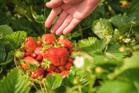 A ripe, juicy, red strawberry lying on a plate, among the green strawberry bushes, in the garden.の写真素材