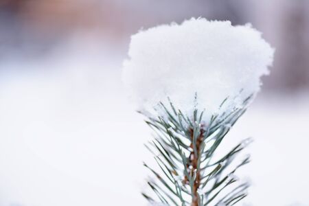 Green fluffy fir branch in the snow against the background of the forest. The concept of winter wallpaper.の写真素材