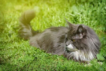Pure gray cat, with yellow eyes, lies on the green grass and rests.の写真素材
