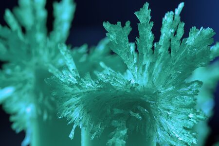 Cultivation of radiant blue crystals close-up on a photo.の写真素材