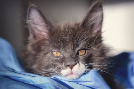 Gray Maine Coon kitten sits on a blue background. Cute kitten with blue eyes.の写真素材