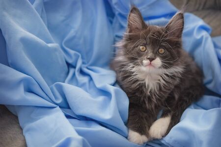 Little gray maine coon kitten posing on a blue fur background.の写真素材