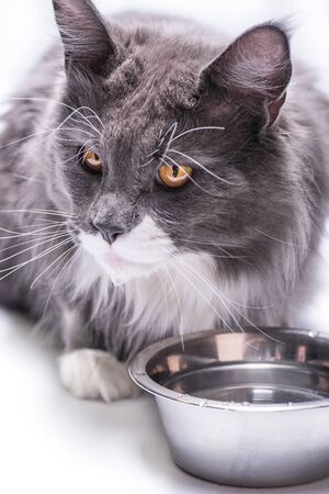 A gray cat, Maine Coon breed, sits on a white table next to a bowl for eating.の写真素材