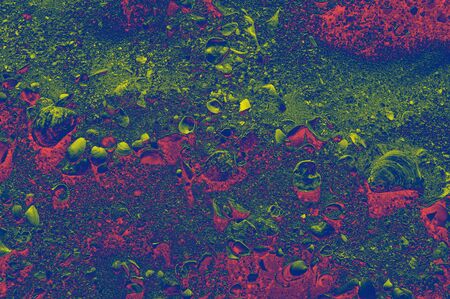 Abstract sand with krai seashells on the foreground. Tropical abstract sand background of seashells with colorful flowers close-up. Purple red yellow background.の写真素材
