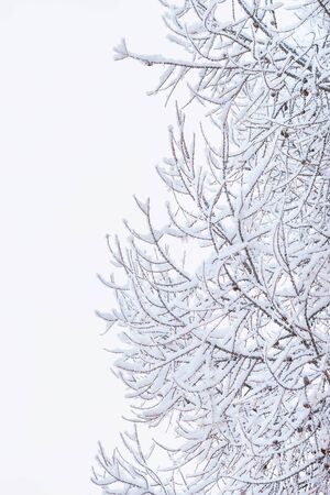 Branches of tree covered with fresh snow, close-up view.の写真素材