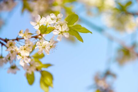 Flowers of apple with green leaves against the blue sky.Apple Blossom Photo.Apple tree blossom. Blooming apple tree in the sunlight.の写真素材