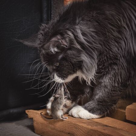 The gray thoroughbred cat, playing with a mouse that he just caught.の写真素材