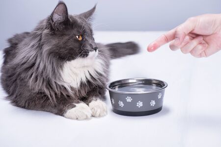 A pedigree cat with beautiful yellow eyes, lies on a white floor, at a bowl full of pure water, a man's hand shows the cat that the bowl is filled with water.の写真素材