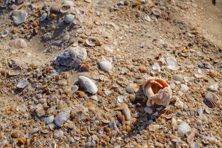 Gold sand with seashells on the foreground. Design for interiors. Tropical sand background close-up. Natural sand stone background texture in natural colors.の写真素材