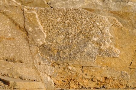 Surface of the rock with a texture of hardened shell rock. Designer background for interiors. Stone surface of a yellow texture close-up.の写真素材