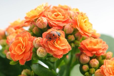Ladybird on a beautiful blooming flower "Kalanchoe blossfeldiana", on a white background.の写真素材