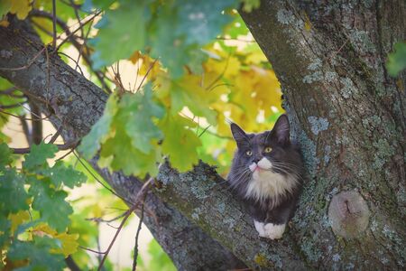 Ð¡at in trouble. Maine Coon is sitting in a tree. The cat climbed a tall tree. Autumn tree with a sitting cat on it.の写真素材