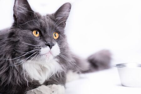A gray cat, Maine Coon breed, sits on a white table next to a bowl for eating.の写真素材