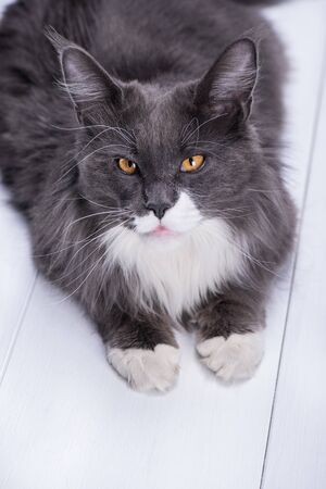A gray thoroughbred cat looks into your eyes with big beautiful, yellow eyes, on a white background and at the same time looks like a cutie.の写真素材