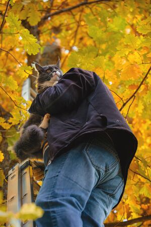 Frightened cat descends from the tree a man. The cat sits on the shoulder of a man who saves him.の写真素材