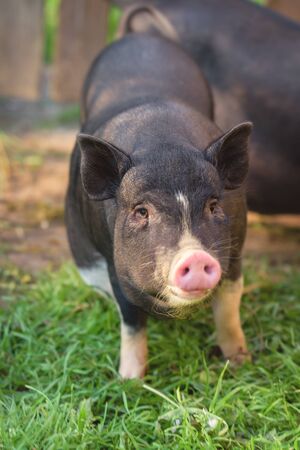 Cute pig, black, looks at you. A little pig runs through the green grass. Black pig with a pink heel. の写真素材