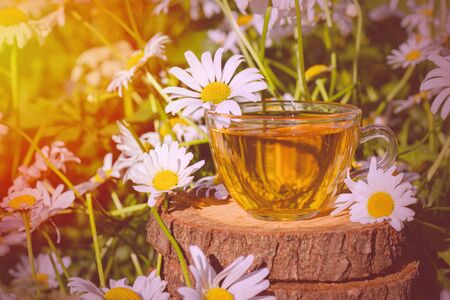A cup of fragrant chamomile tea, in white chamomile flowers, in the rays of warm sunlight, close-up, on a wooden stand.の写真素材
