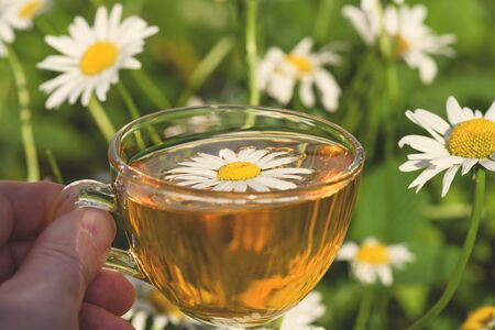 A cup of fragrant, fragrant chamomile tea, in the rays of the evening beautiful sunset.の写真素材