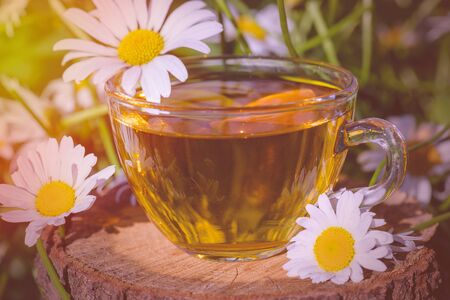A cup of fragrant chamomile tea tea, in white chamomile flowers, in the rays of warm sunlight, close-up.の写真素材