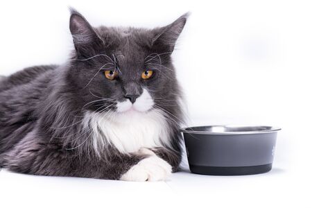 A gray cat, Maine Coon breed, sits on a white table next to a bowl for eating.の写真素材