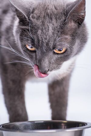 The gray cat, with copper-yellow eyes, sits beside the forehead of the stern and sticks out his tongue to lick the field of delicious food.の写真素材