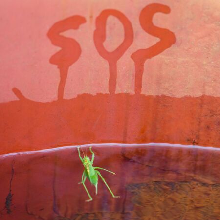 SOS distress signal! Required help to rescue a drowning insect.の写真素材