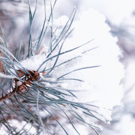 Large blue spruce branch with snow. Winter spruce branch under white snow. Snow on the branches of spruce. Spruce branch on winter day.の写真素材