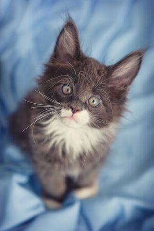 Little cute kitten maine coon looks up.Maine coon kittenの写真素材