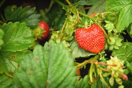Ripe, juicy, red strawberries on a green branch in the garden.の写真素材