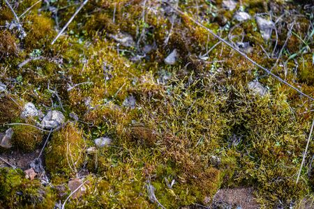 Green mossの写真素材