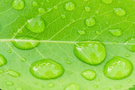 Beautiful leaf texture in nature.Big beautiful drops of transparent rainwater on green leaves.Dew drop in the morning on a green leaf with sunlight.Beautiful green leaf with drops of water.の写真素材
